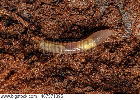 Small Earthworm Arthropod Of The Subclass Oligochaeta