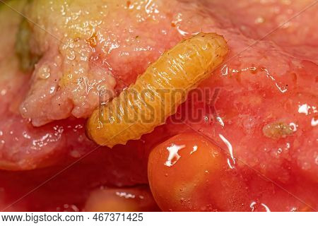 True Weevil Larva Of The Family Curculionidae