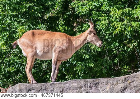 Mountain Goat Or East Caucasian Tur, Female, Latin Name Carpa Cylindricornis. It Is Critically Endan