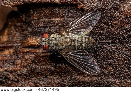 Adult Bristle Fly Of The Family Tachinidae