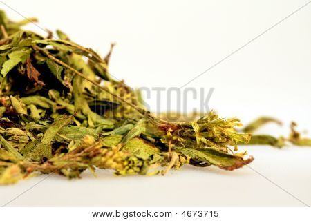 Stevia