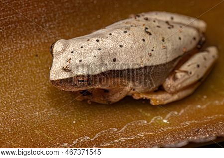 White Tree Frog Of The Genus Dendropsophus