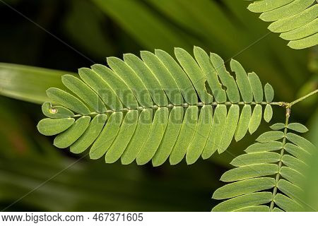 Small Sensitive Plant Of The Genus Genus Mimosa