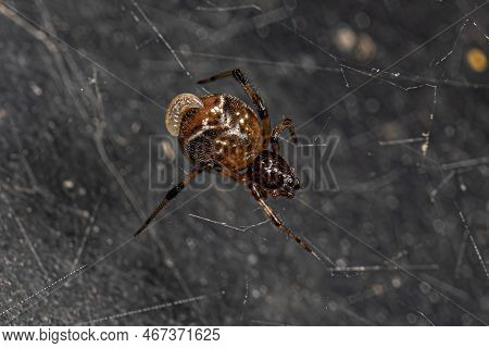 Darwin Wasp Larva Parasitizing An Adult Cobweb Spider Of The Family Theridiidae