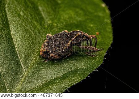 Adult True Weevil Of The Family Curculionidae