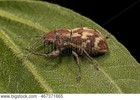 Adult Broad-nosed Weevil Of The Tribe Naupactini