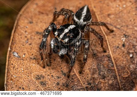Adult Male Jumping Spider Of The Genus Freya