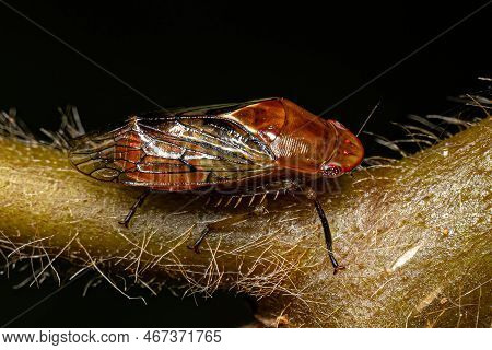 Adult Typical Leafhopper Of The Tribe Gyponini