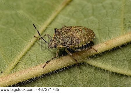 Stink Bug Nymph Of The Species Sibaria Armata