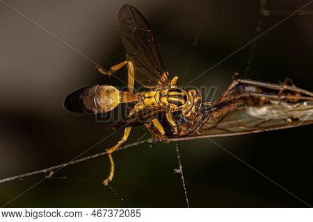 Adult Gregarious Paper Wasp Of The Species Agelaia Pallipes