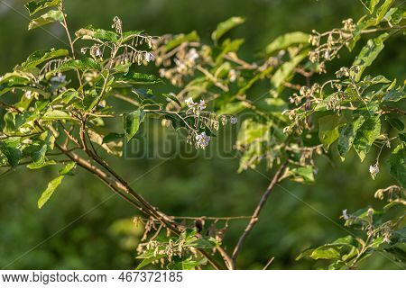 Flowering Plant Of The Species Solanum Paniculatum Commonly Known As Jurubeba A Nightshade Common In