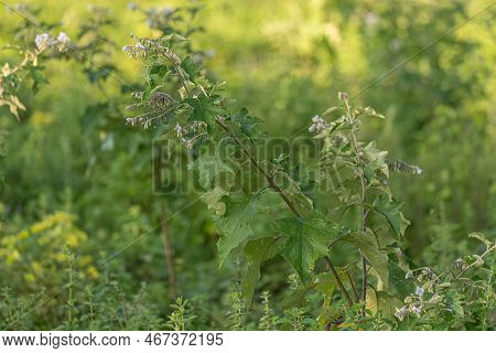 Flowering Plant Of The Species Solanum Paniculatum Commonly Known As Jurubeba A Nightshade Common In
