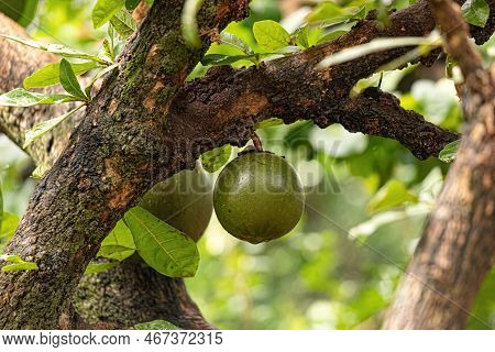 Calabash Tree Of The Species Crescentia Cujete With Selective Focus