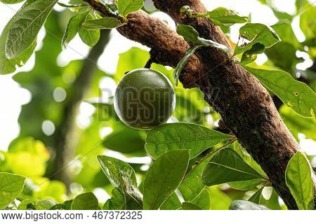 Calabash Tree Of The Species Crescentia Cujete With Selective Focus