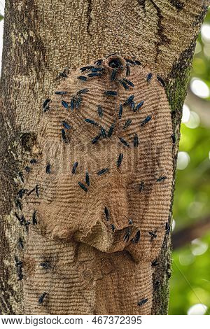 Warrior Wasp Nest Of The Species Synoeca Surinama