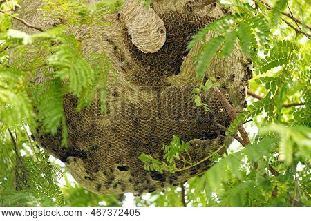 Nest Of Honey Wasps Of The Genus Brachygastra