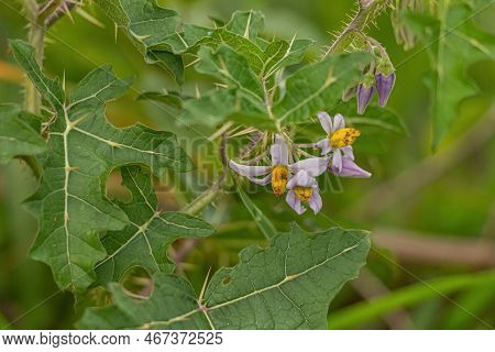 Small Nightshade Plant Of The Species Solanum Palinacanthum