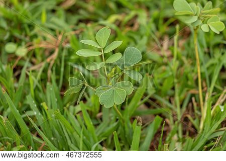 Small Green Plant Of The Family Fabaceae