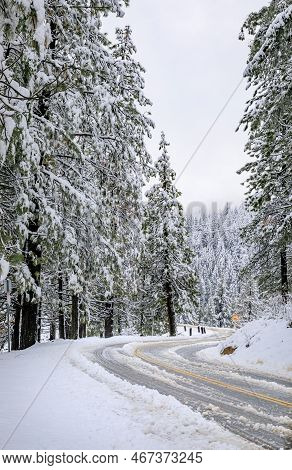 Road With Snow In The Northern California Sierra Nevada Forest By Sly Park