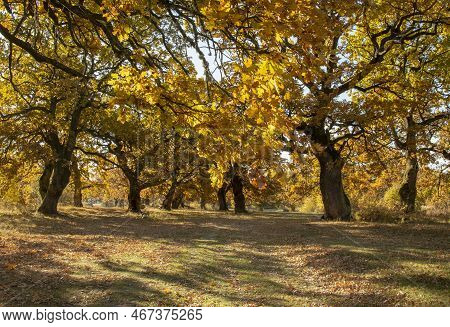 Autumn Oak Tree Foliage. Yellow Quercus Leaves In The Fall. Gavurky. Slovakia.