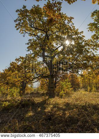 Autumn Oak Tree Foliage. Yellow Quercus Leaves In The Fall. Gavurky. Slovakia.