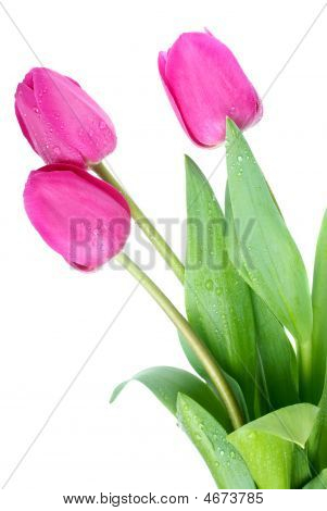 Tulipas rosa