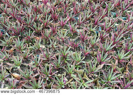 Tradescantia Spathacea Tree Stock On Farm
