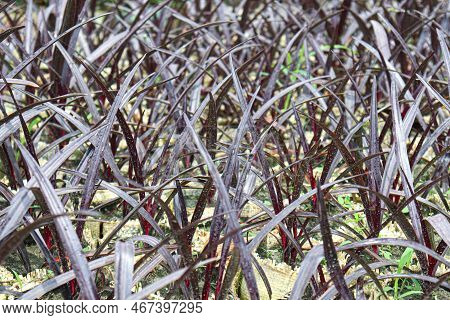 Maroon Colored Phormium Tree Stock