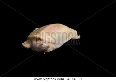 알 비 노 중국 Soft-shell 거북이
