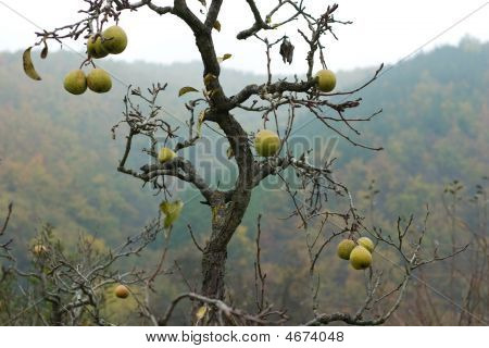 Nincs a levelek körtefa