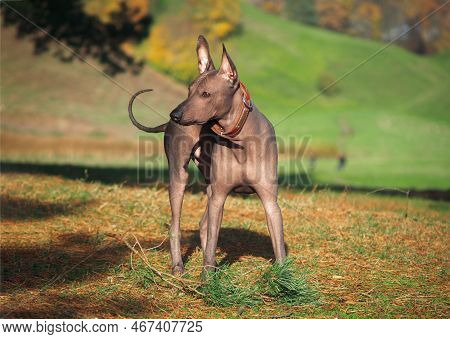 Mexican Hairless, Xoloitzcuintle. Beautiful Adult Dog Outdoors. Rare Dog Breed, Xolo. Standard Size.