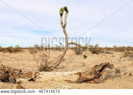 Fallen Log Besides A Joshua Tree Surrounded By Creosote Shrubs On An Arid Sandy Plain Taken On A Dro