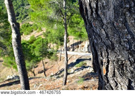 An Interesting Pattern Of Tree Bark With A Spanish Mountain Road In The Background