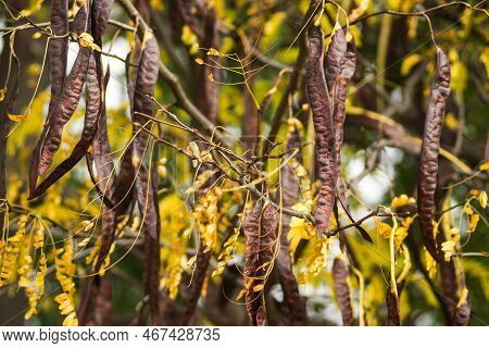 Carob Pods On The Tree.