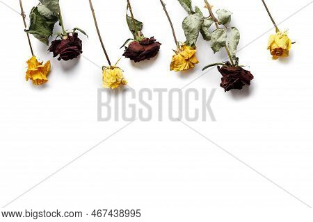 Dried Branches Of Roses On A White Background Top View With Place For Text. Greeting Card With Dried