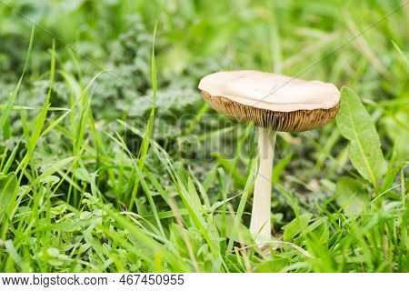 A Mushroom On A Glade In The Middle Of The Forest In Autumn.