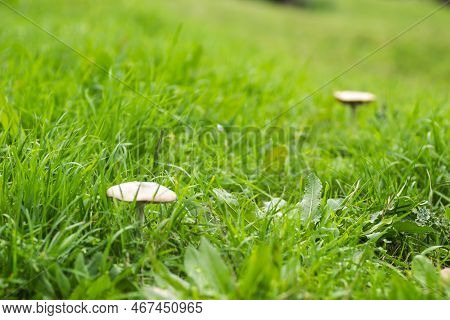 A Mushroom On A Glade In The Middle Of The Forest In Autumn.