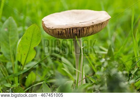 A Mushroom On A Glade In The Middle Of The Forest In Autumn.