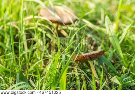 A Mushroom On A Glade In The Middle Of The Forest In Autumn.