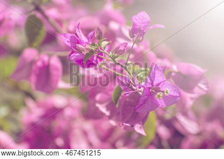 Pink Bougainvillea Bunch Beauty In Nature Flower