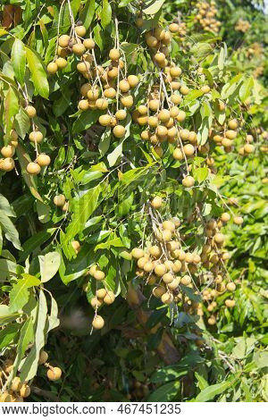 Fresh Fruits Longan In Garden Thailand Style