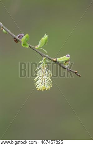 Natural Closeup On A Sprintime Blossoming Willow Catkin , Salix Cinerea Against A Blurred Green Back