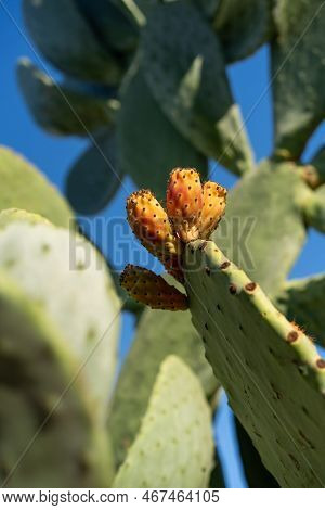 Close-up Of Prickly Pear Cactus.prickly Pear Fruits On Cactus.