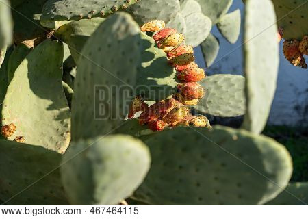 Close-up Of Prickly Pear Cactus. Prickly Pear Fruits On Cactus.