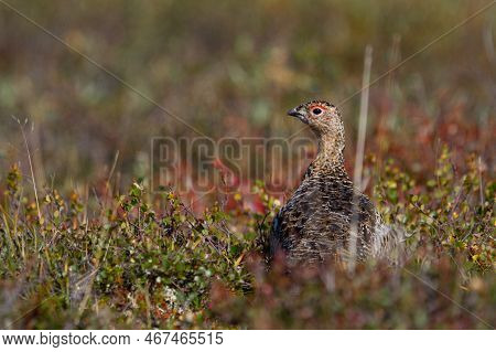 A Willow Ptarmigan, Lagopus Lagopus, In Summer Searching For Food Among Tundra Willows In The Canadi