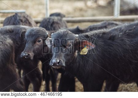 The Buffaloes In The Pen Stuck Out Their Heads To Graze. Agriculture, Farming And Animal Husbandry C