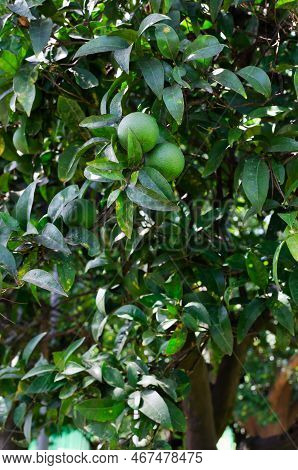 Green Oranges On A Branch With Green Leaves In A Garden Of Ternary Plants. Unripe Fruits. Vertical O