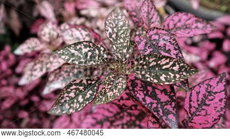 Hypoestes Phyllostachya 'white Splash Hypoestes Polka Dot Plant