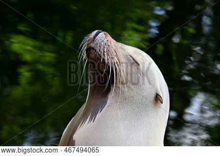A cute seal sits in the water and enjoys the sun