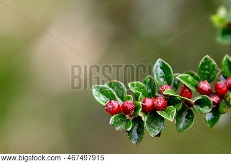 A Small Sweet Branch With Green Leaves In The Forest